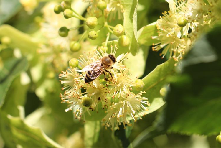 ARCOTEL Hotels | Wien | 2